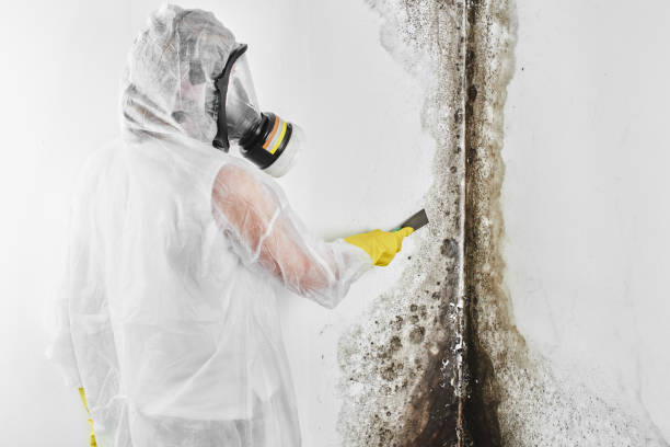 Best Asbestos and Lead Testing During Mold Inspection  in Marianne, PA